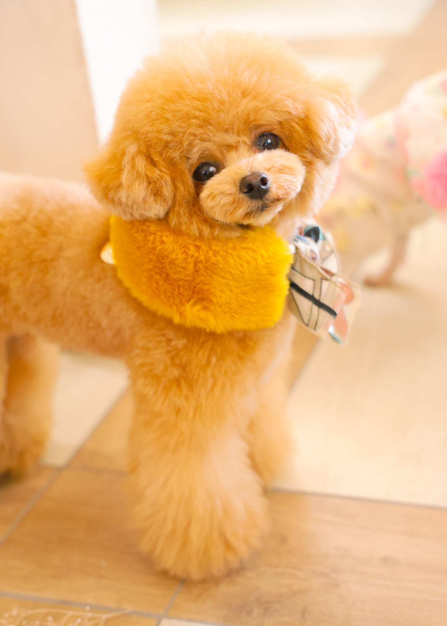NECKWARMER