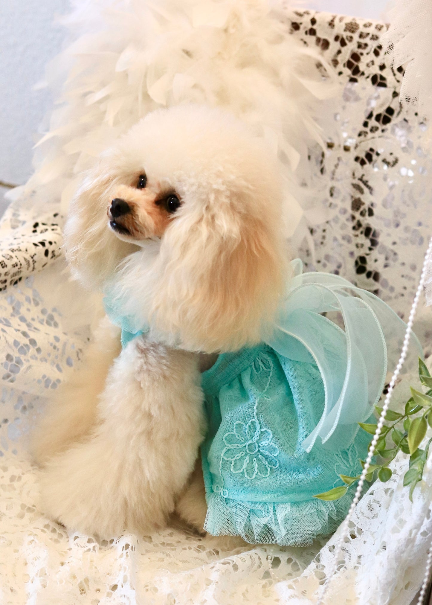 FAIRY TALE(Mint,Violet)